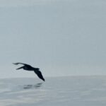 San Diego Trust Administration Attorney